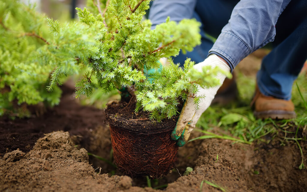 Planting an evergreen plant