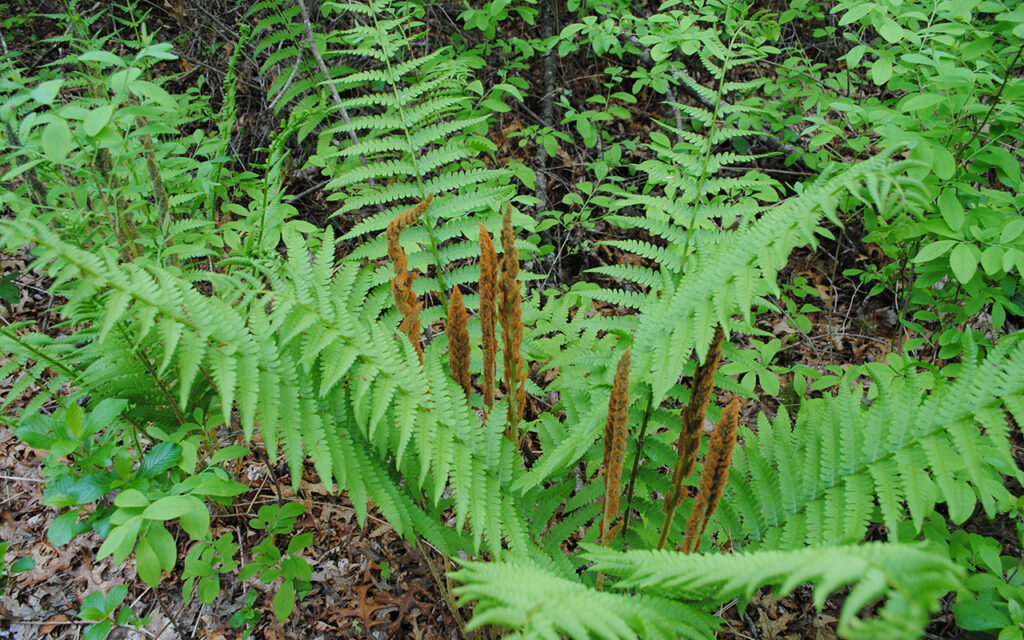 Cinnamon Fern (Osmundastrum cinnamomeum)