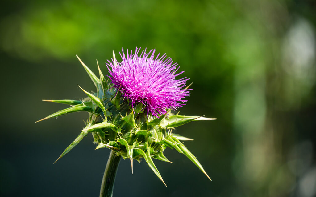 Pink flowering thistle Cardus marianus or Saint Mary's thistle 