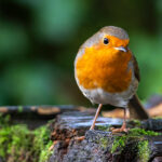 Robin redbreast ( Erithacus rubecula) bird a British European garden songbird with a red or orange breast often found on Christmas cards