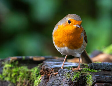 Robin redbreast ( Erithacus rubecula) bird a British European garden songbird with a red or orange breast often found on Christmas cards