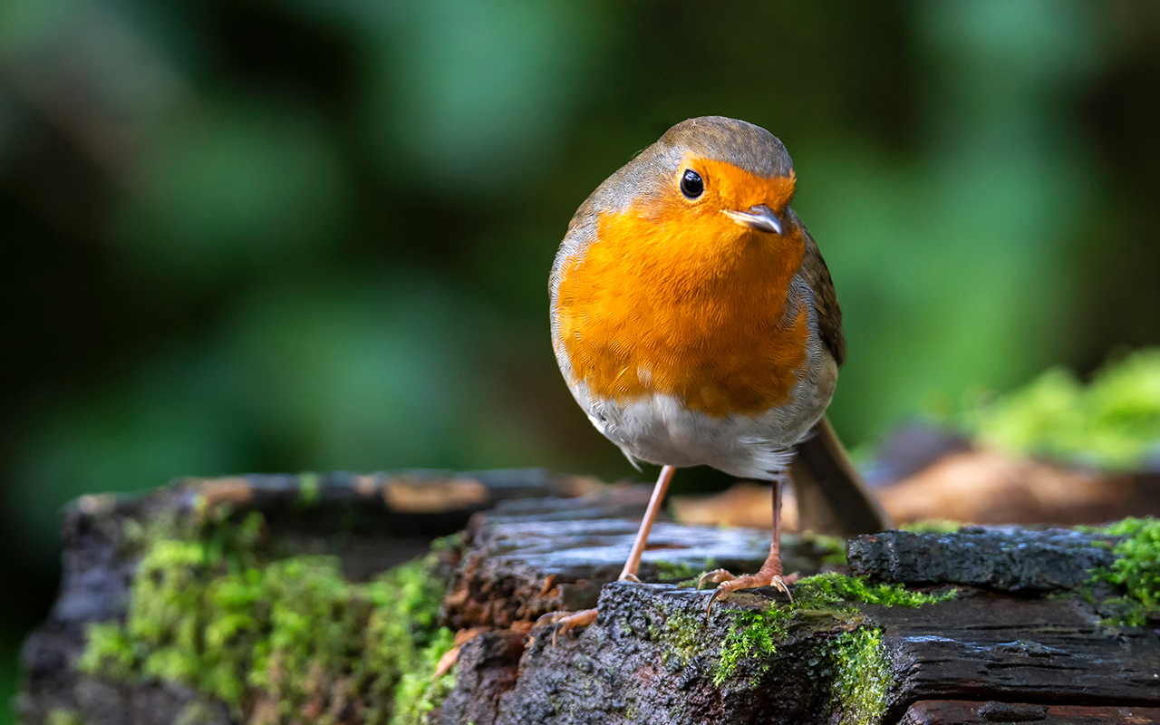 Robin redbreast ( Erithacus rubecula) bird a British European garden songbird with a red or orange breast often found on Christmas cards