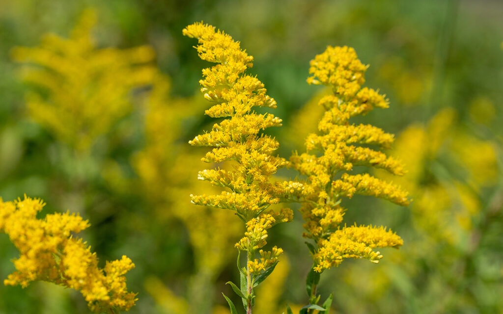 Macro art view of a yellow goldenrod (solidago) wildflowers blooming in a sunny North American prairie, with defocused background