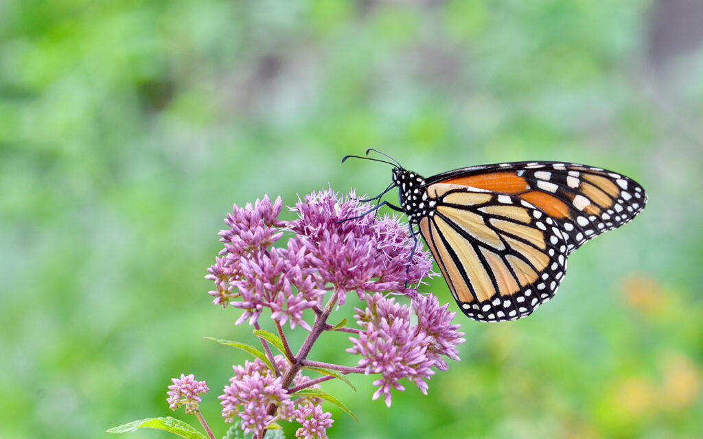 Closeup of Monarch butterfly (Danaus plexippus) feeding on Joe-Pye weed (Eutrochium purpureum.) 