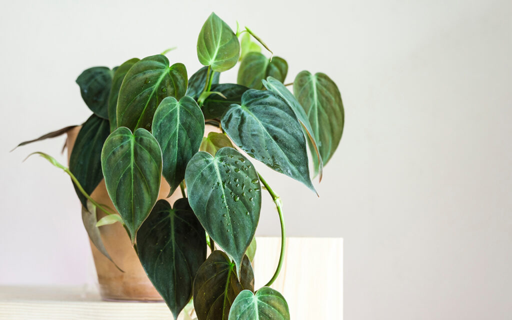 Heart Leaf Philodendron