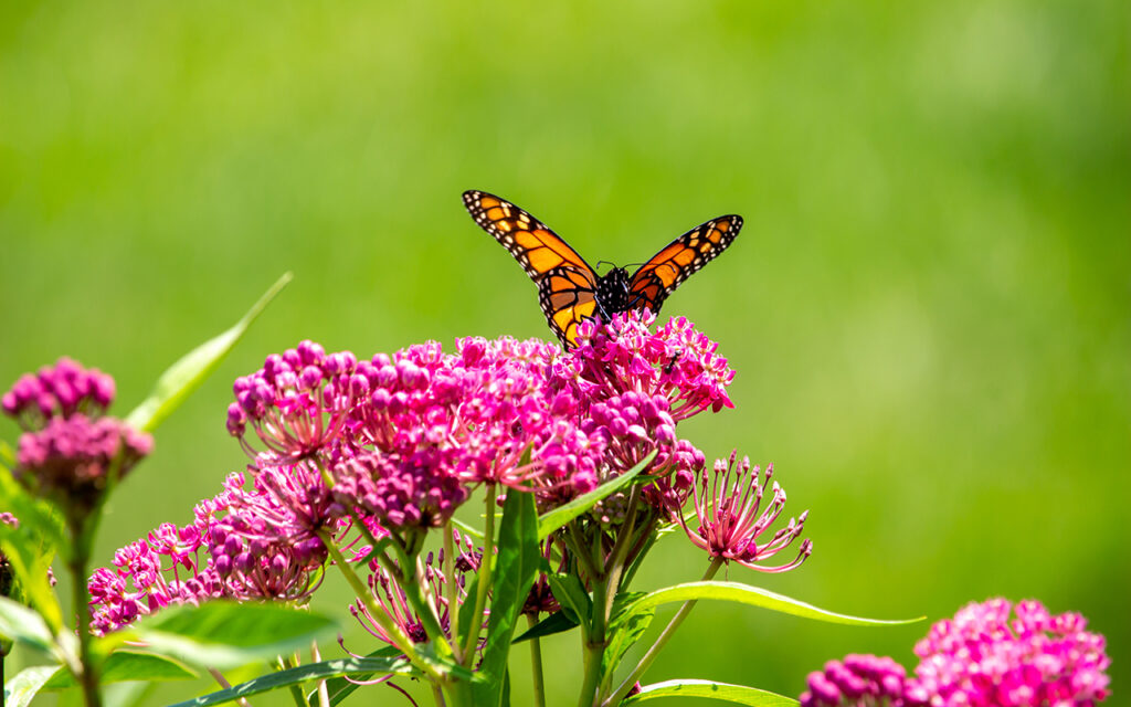 Macro abstract view of a monarch butterfly feeding on the flower blossoms of a rosy pink swamp milkweed plant 