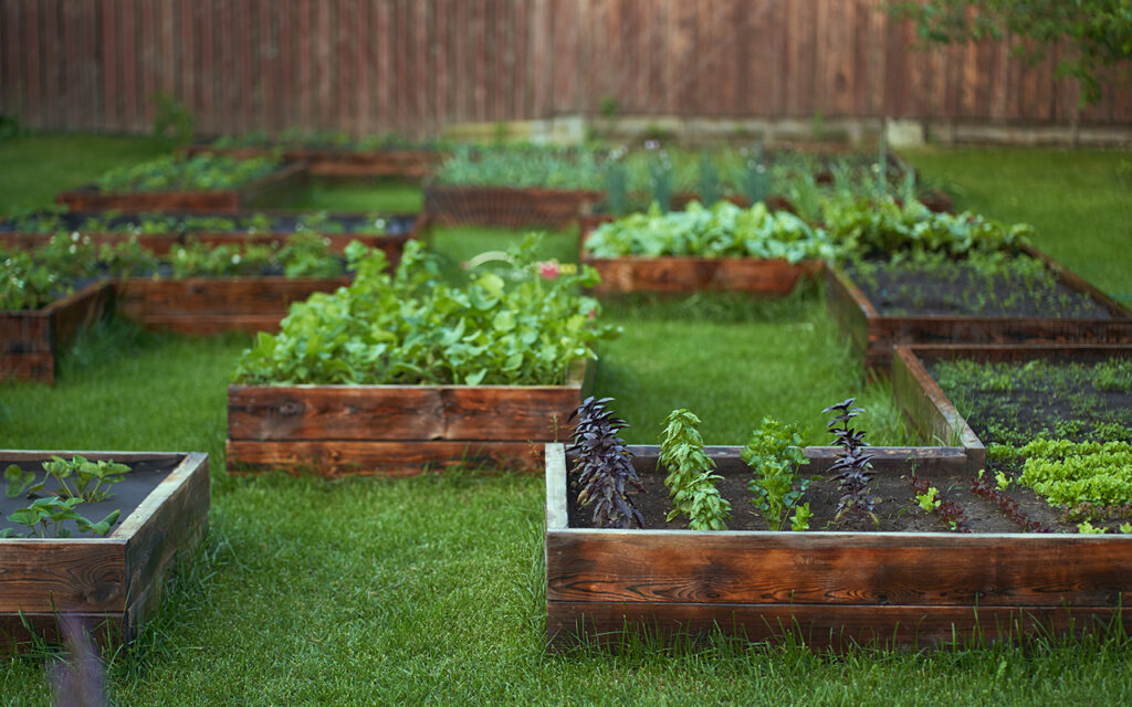 Crops planted in raised beds