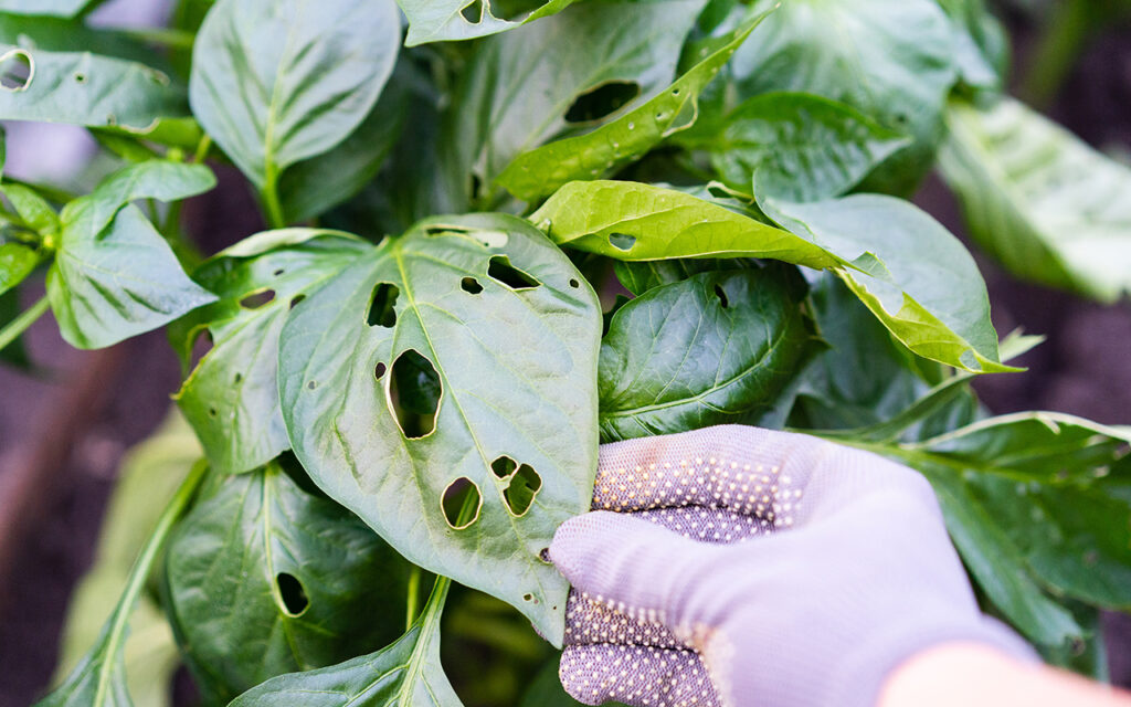 Leaves that have been eaten by pests