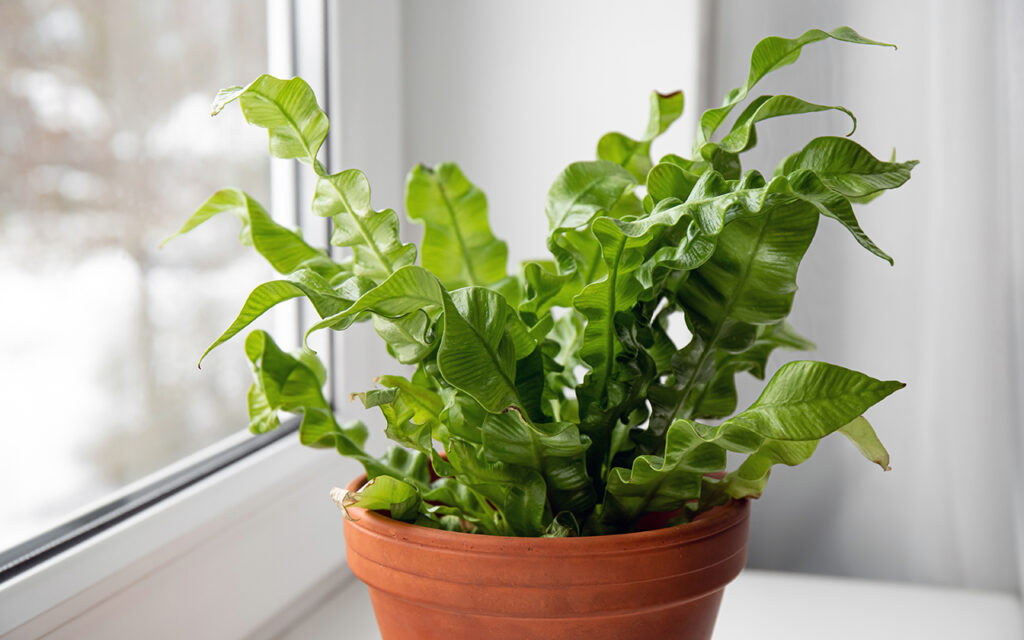 Bird's Nest Fern