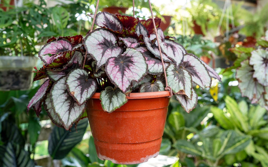 Rex Begonia