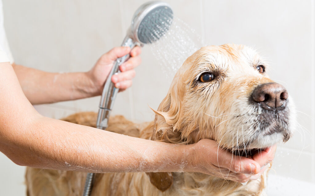 Dog in the bath