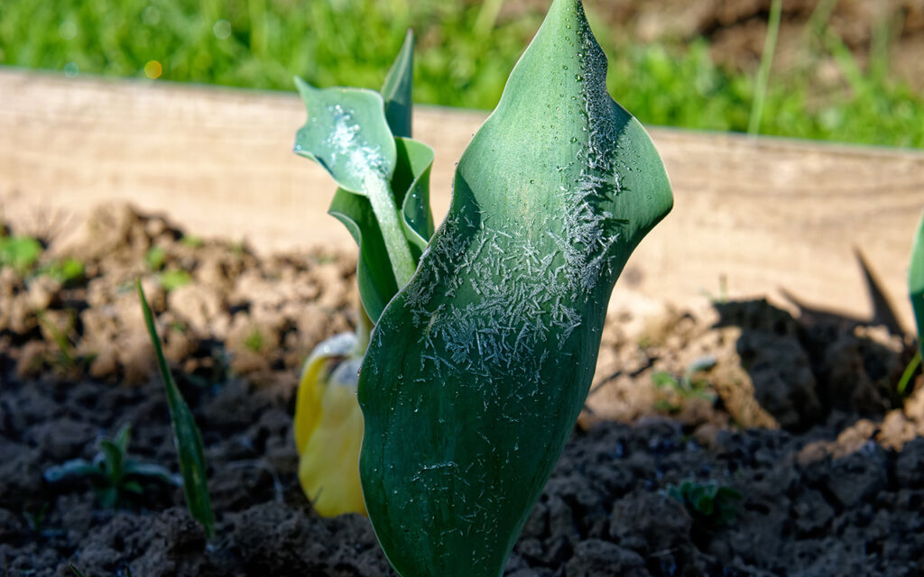 Frost on plant leaves