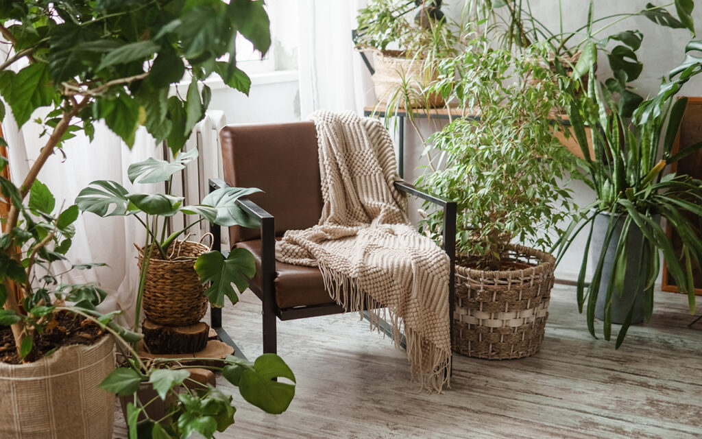 Room filled with indoor plants