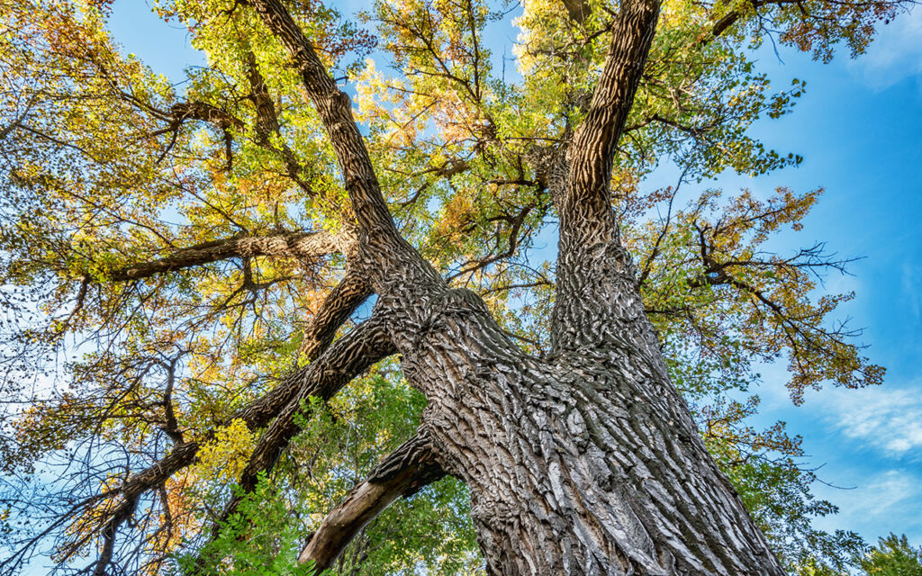 Cottonwood (Populus deltoides)