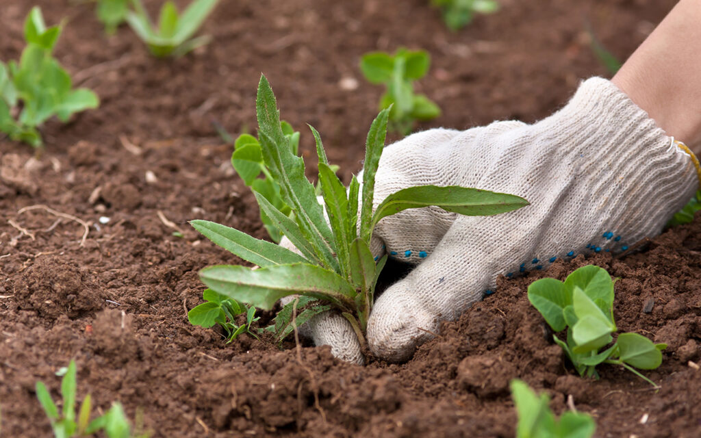 Pulling weeds