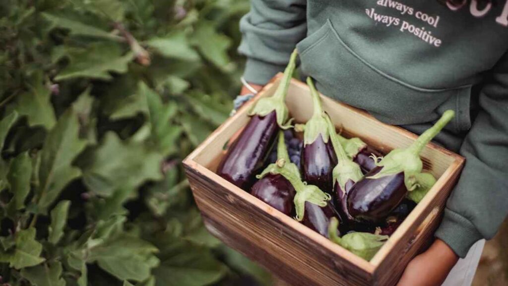 a person holding a wooden crate full of eggplants