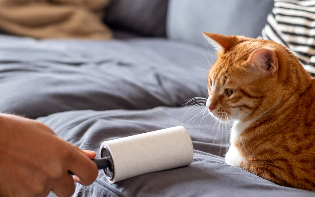 Lint roller on a couch