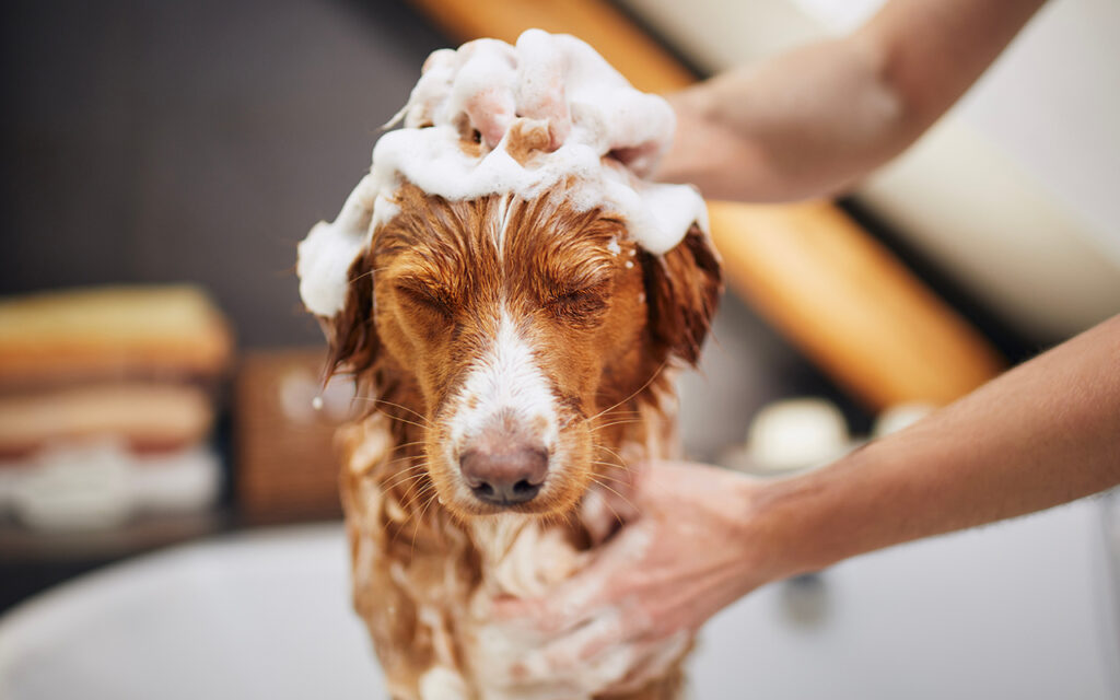 Dog taking a bath