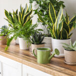 Houseplants on a counter