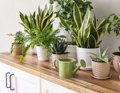 Houseplants on a counter