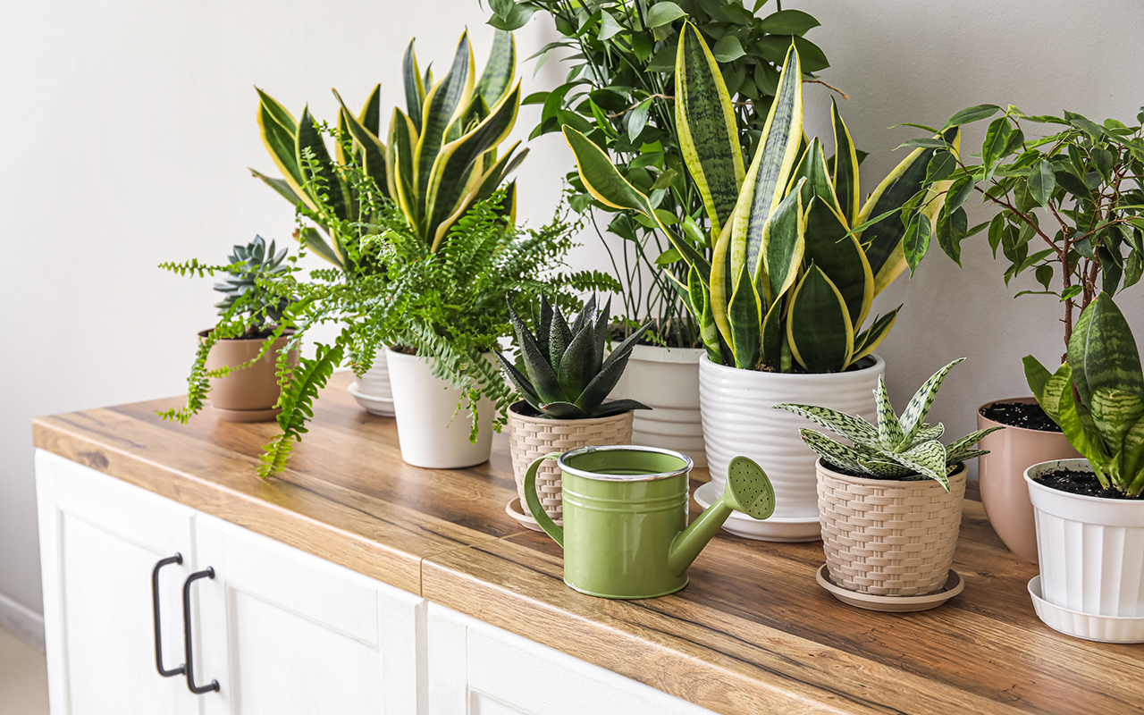 Houseplants on a counter