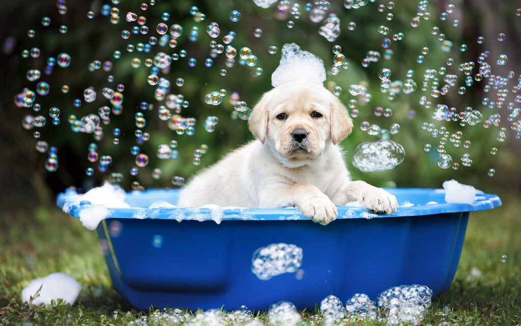 Dog bath outdoors