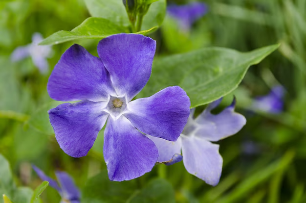 Vinca Minor