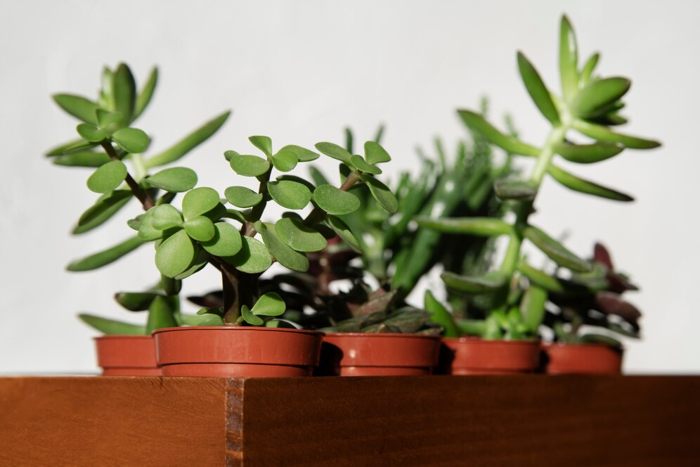 Jade Plant