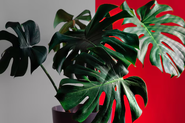 Big Plants
