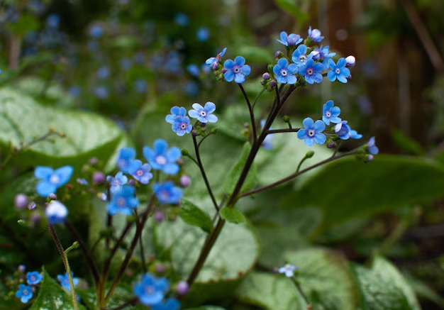 Siberian Bugloss