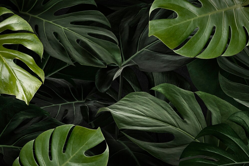 Philodendron