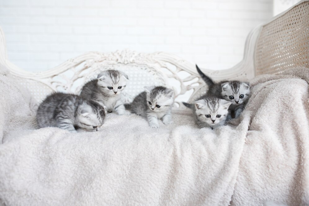 Kittens in a bed