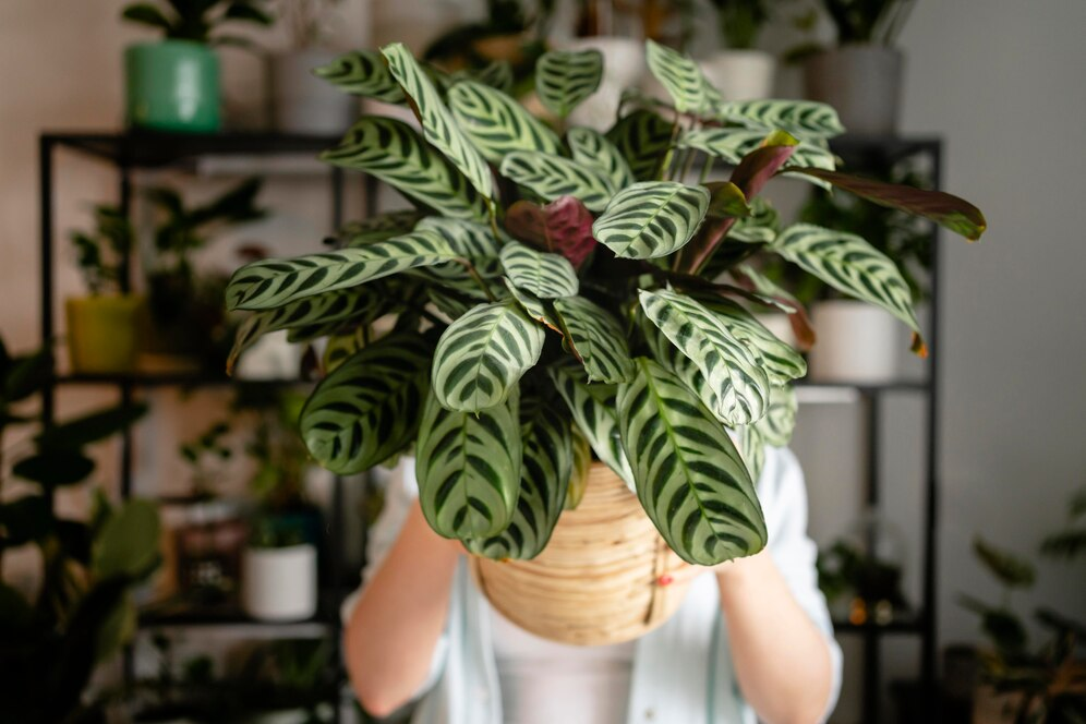 Pothos plant