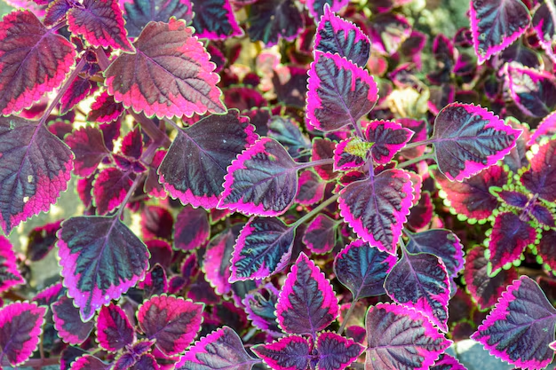 Coleus