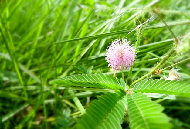 Touch-me-not flowers