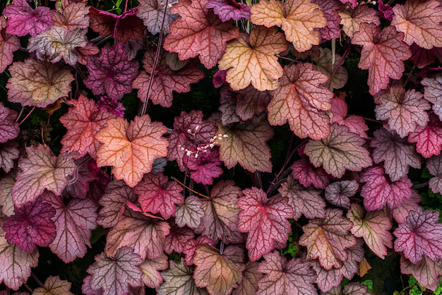 Coral Bells