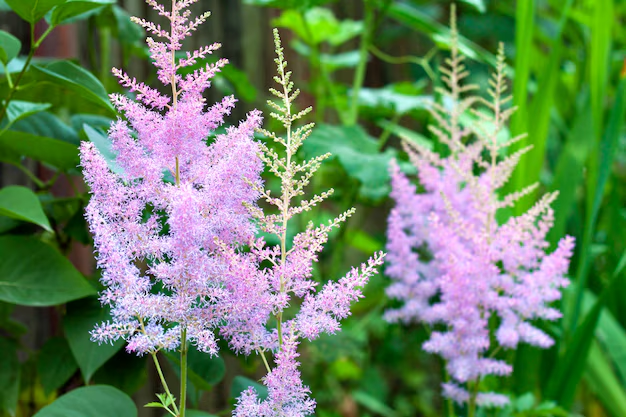 Astilbe