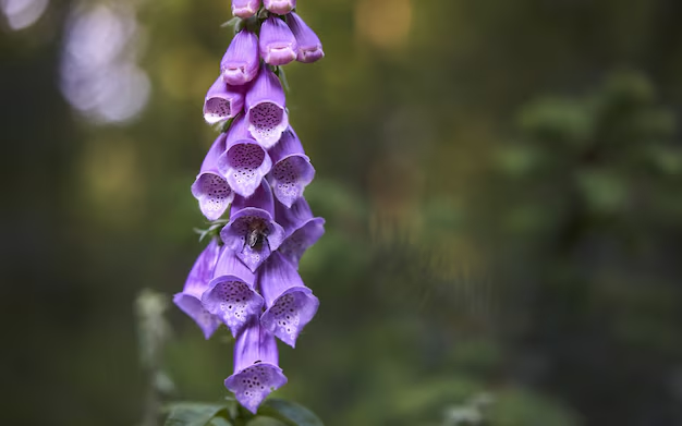 Foxglove