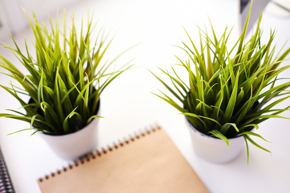 Spider Plant