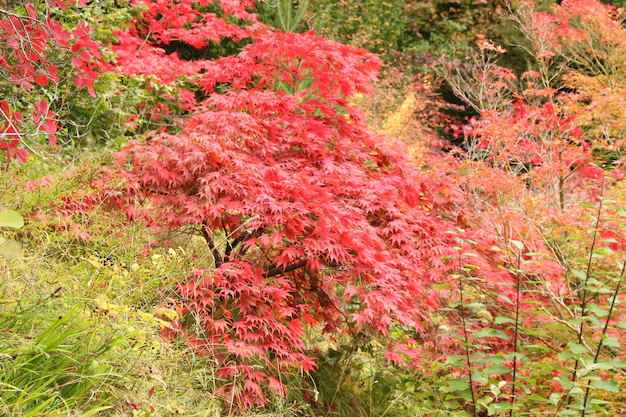 Japanese Maple