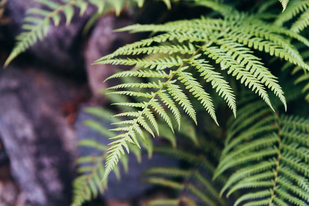 Ferns