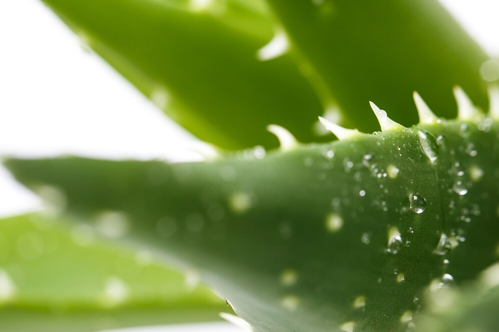 Aloe Vera