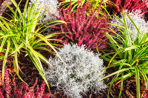 Japanese Forest Grass