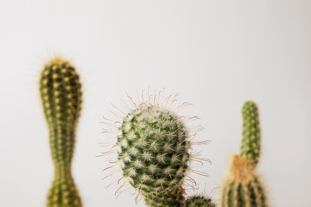 Cactus