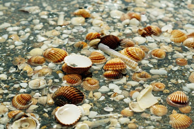 Shell Pathways