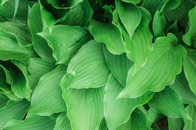 Hosta