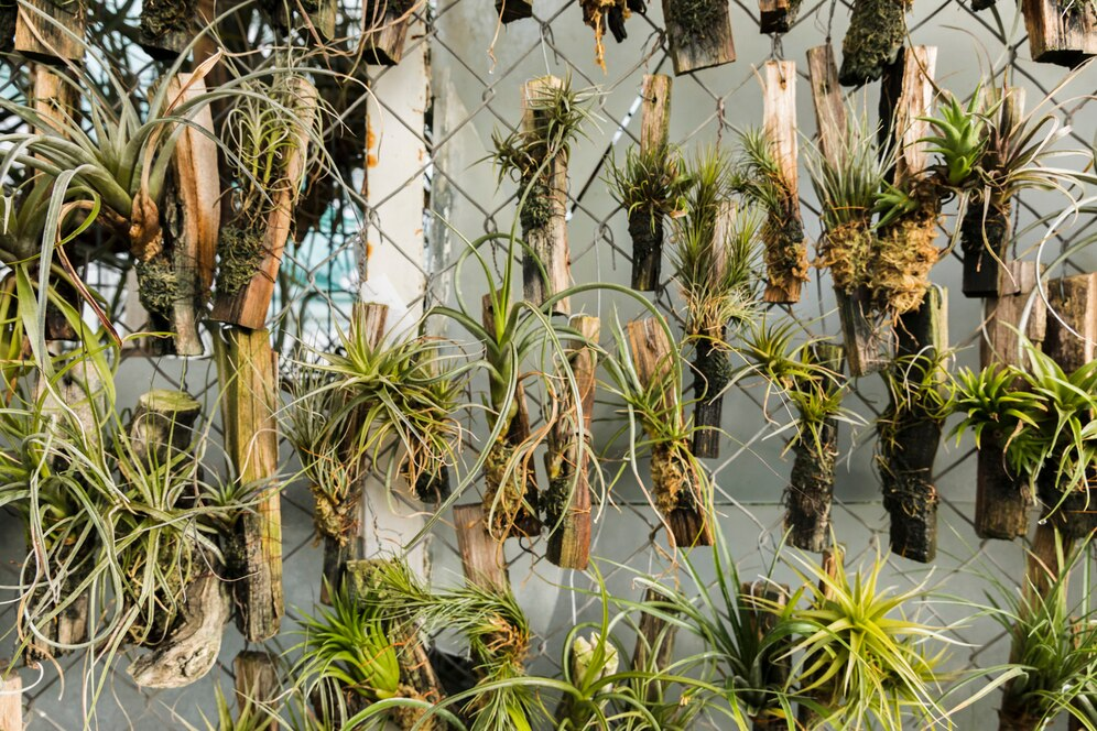 Air Plants