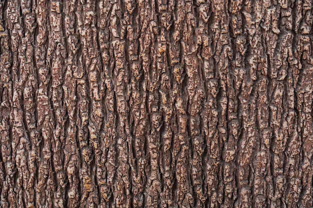 Tree Trunk Slabs