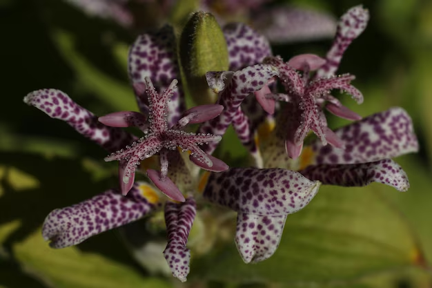 Toad Lily