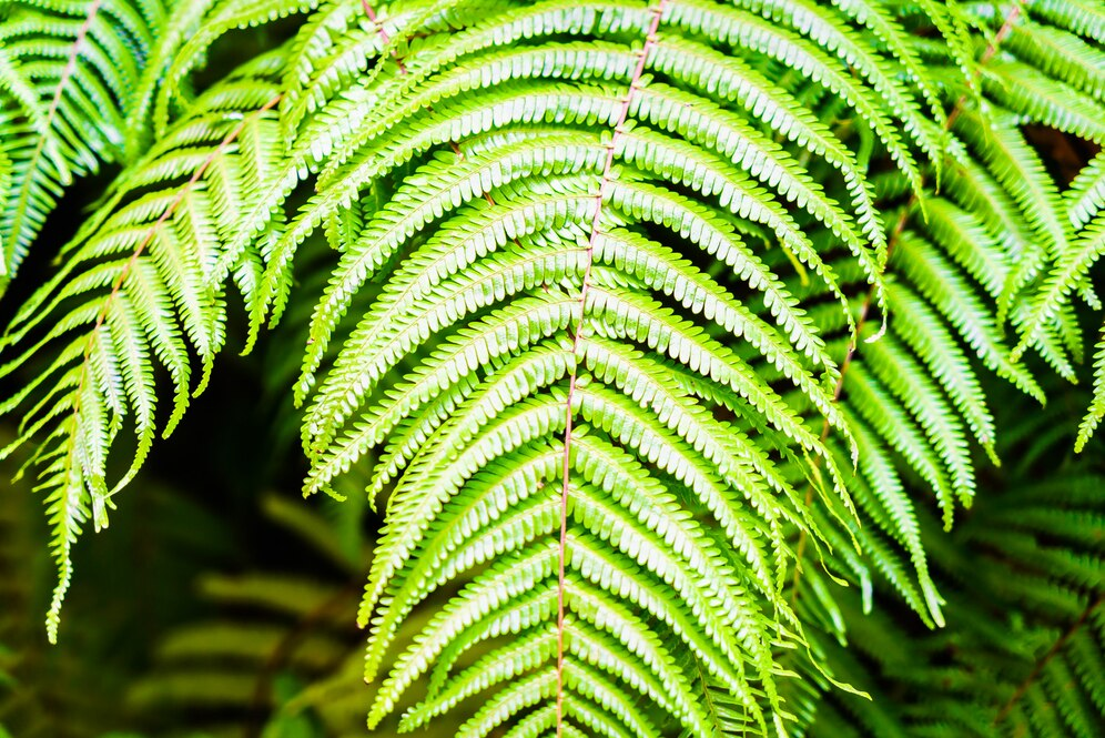 Boston Fern